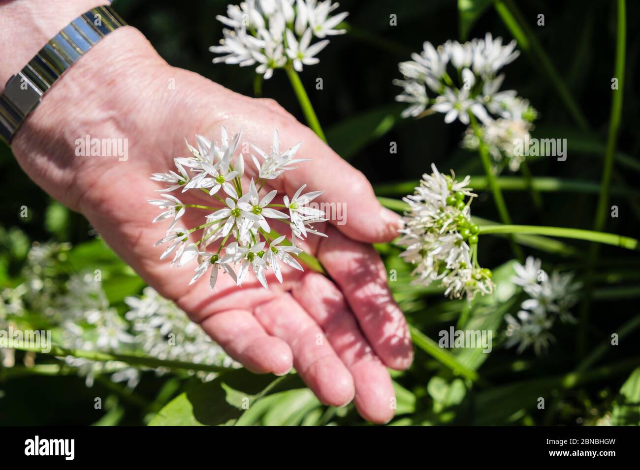 Una mano di signora anziana che tiene l'aglio selvaggio o fiori di Ramson che crescono in un hedgerow. Isola di Anglesey, Galles, Regno Unito, Gran Bretagna Foto Stock