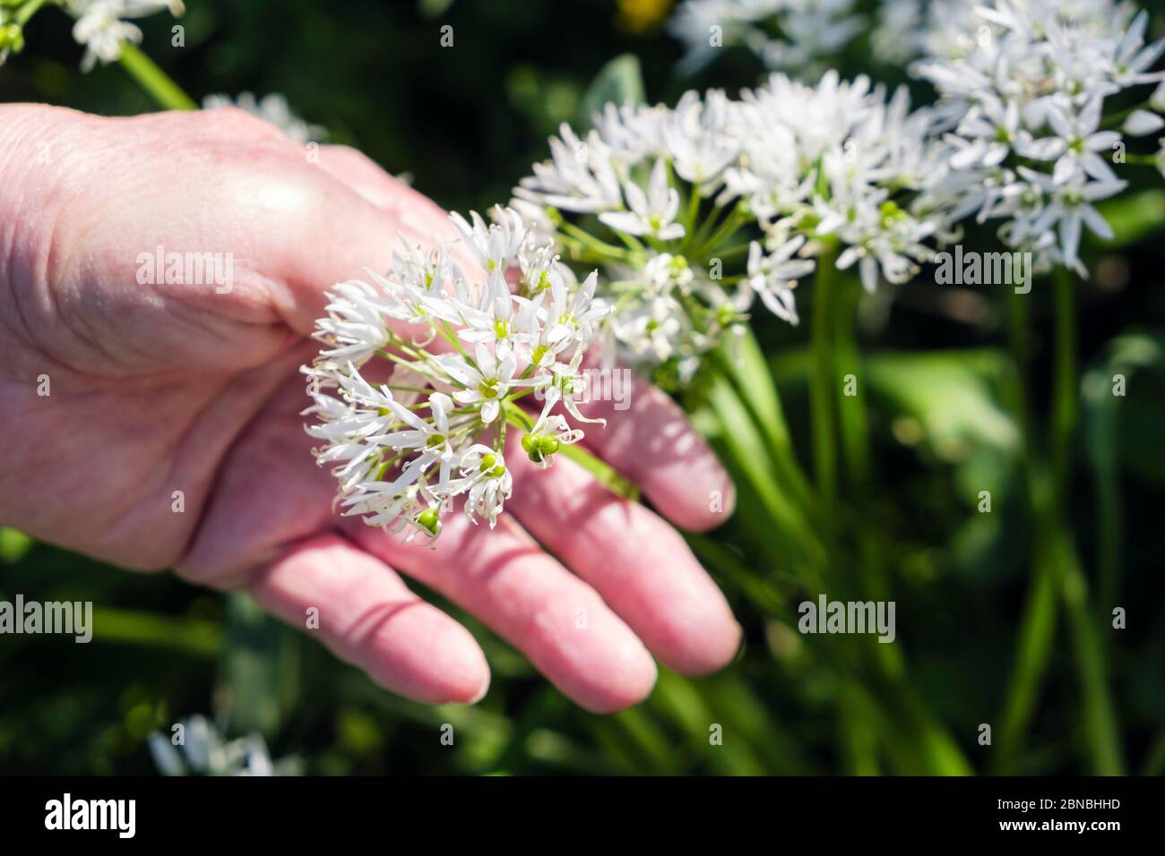 Una mano di donna anziana che tiene l'aglio selvaggio o fiori di Ramson che crescono in un hedgerow. Isola di Anglesey, Galles, Regno Unito, Gran Bretagna Foto Stock