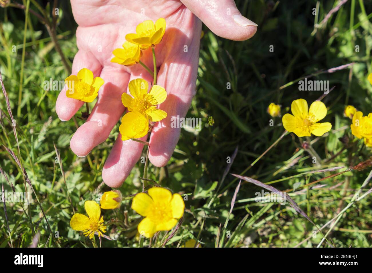 Una mano di anziana che tiene Buttercups fiori selvatici che crescono in erba. Isola di Anglesey, Galles, Regno Unito, Gran Bretagna Foto Stock