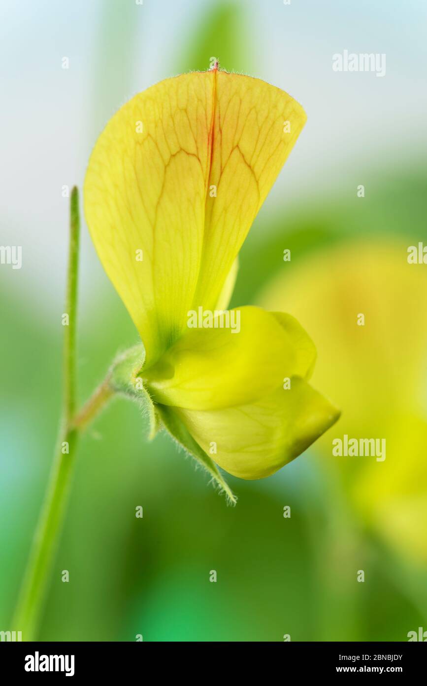 Lathyrus chloranthus Pea dolce giallo settembre Foto Stock