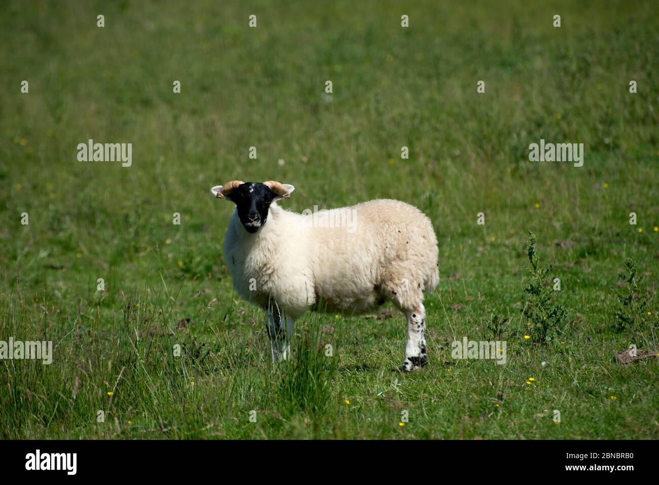 Sheep, Ovis Aries, in Field, Glengorm Castello tenuta, vicino Tobermory, Isola di Mull, Scozia, Regno Unito Foto Stock