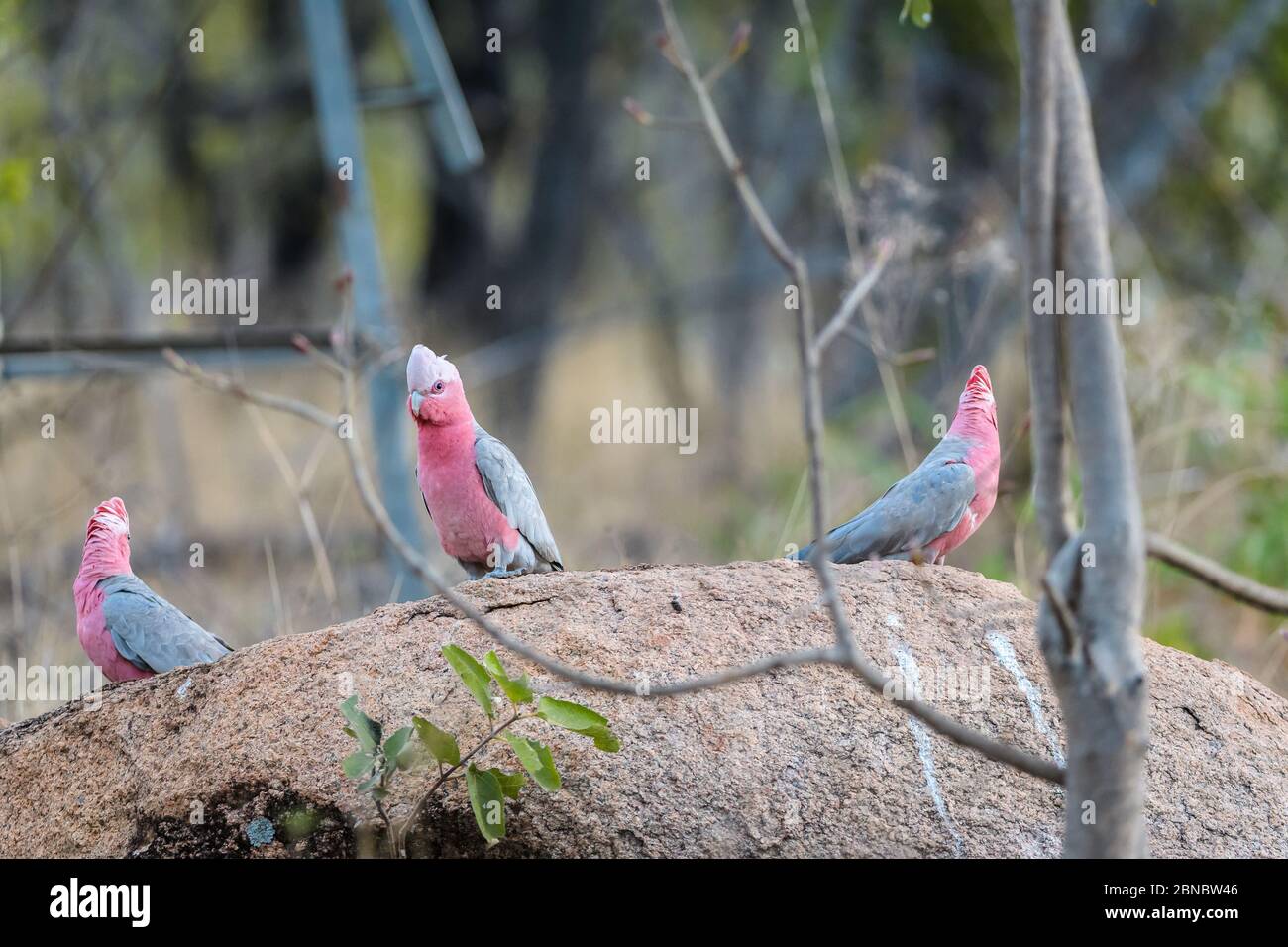 I galli rosa (di rose) arroccati su un affioramento di granito accanto ad un buco d'acqua nell'entroterra del Queensland occidentale stanno riamando a dissetarsi. Foto Stock