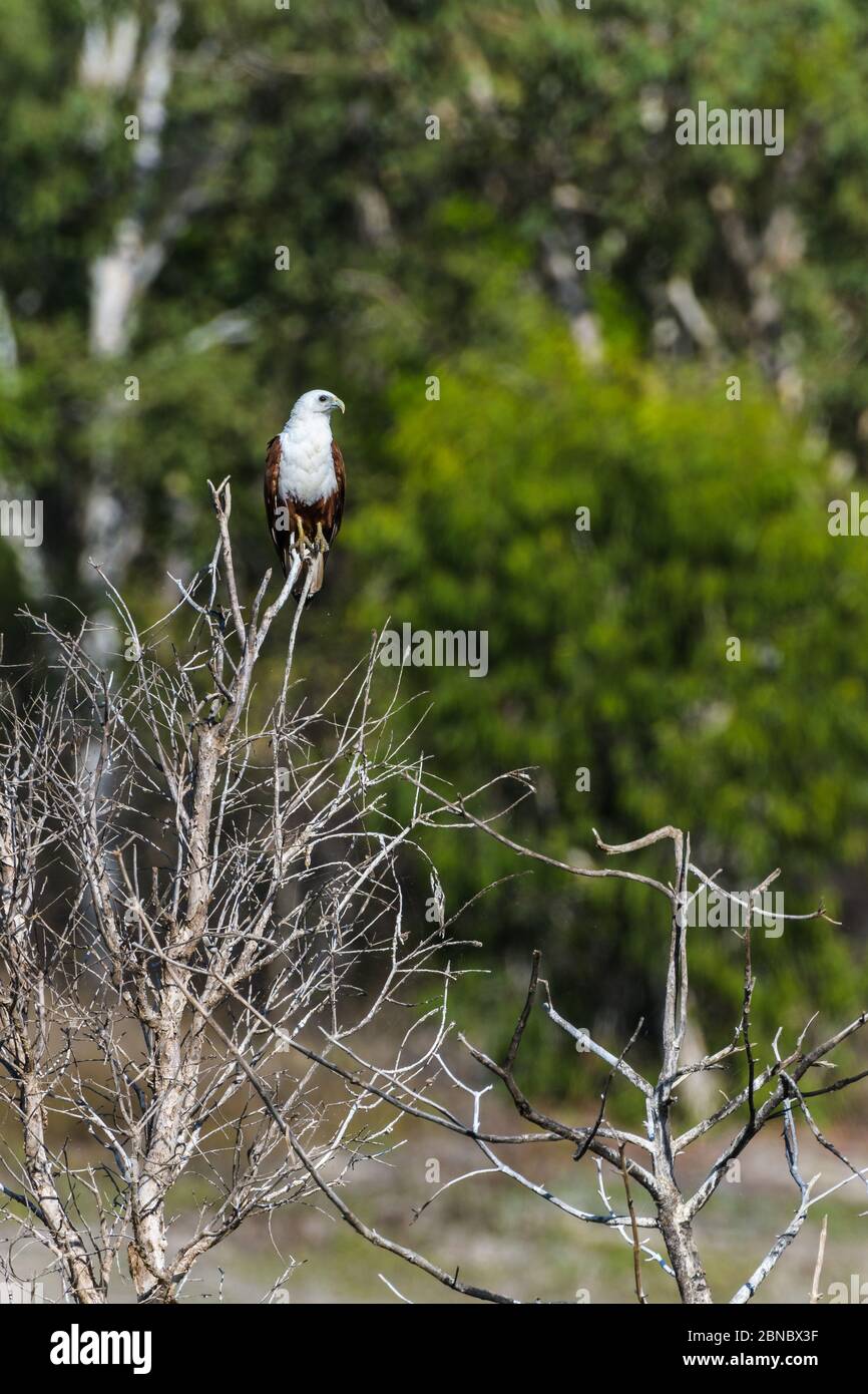 Ritratto ambientale di Brahminy Kite appollaiato su un albero che scansiona i suoi dintorni in un habitat di paludi in una riserva di Townsville, Australia. Foto Stock