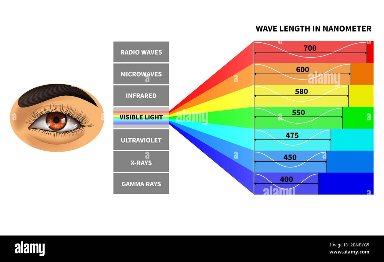 Spettro luminoso visibile. Lunghezza delle onde di colore percepita dall'occhio umano. Onde elettromagnetiche arcobaleno. Diagramma fisico della scuola didattica. Schema nanometro, illustrazione dello spettro elettromagnetico dei raggi Illustrazione Vettoriale