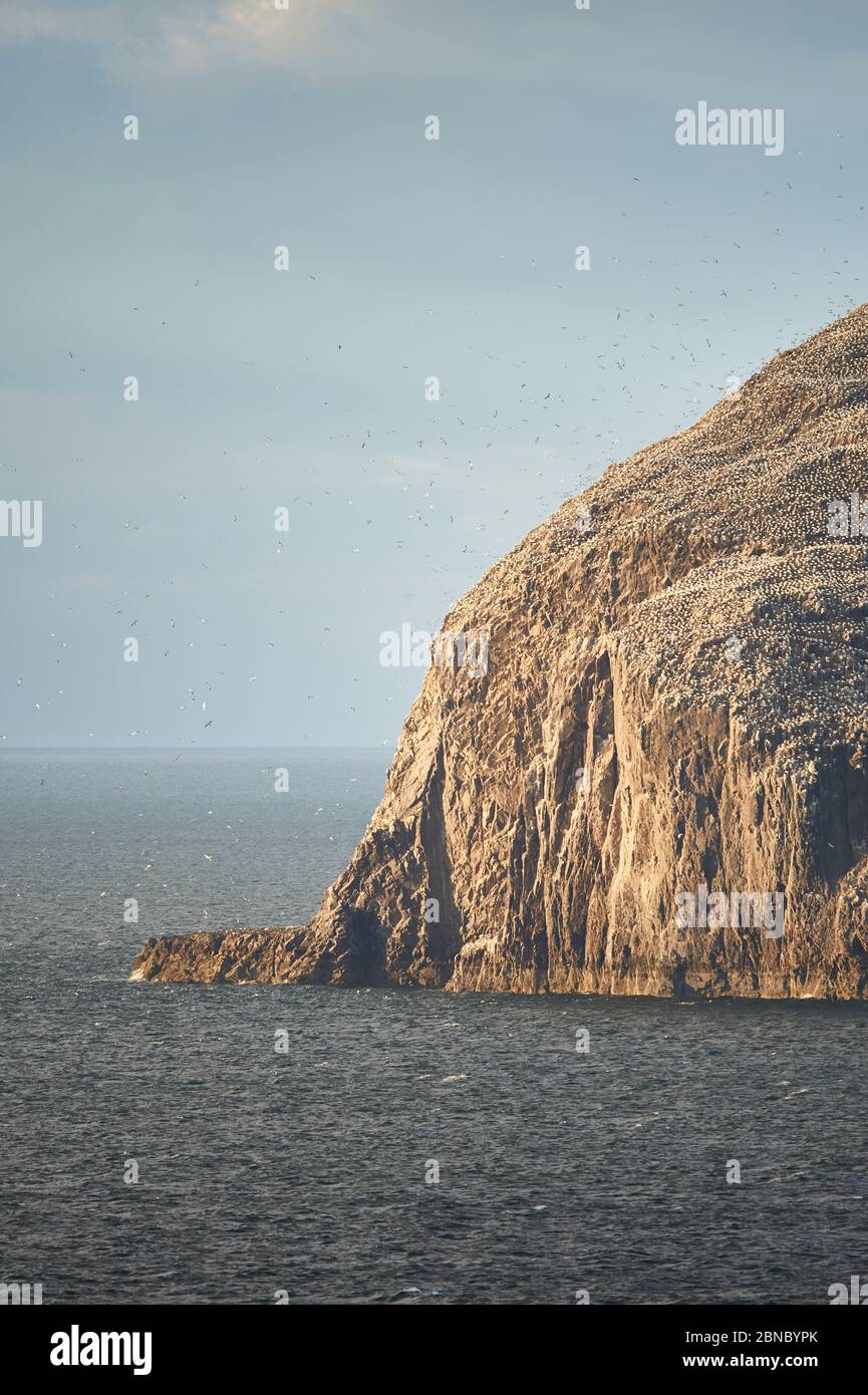 Bass Rock Gannetry ospita migliaia di Gannets (morus faganus), Firth of Forth, Scozia, Regno Unito, GB. Foto Stock