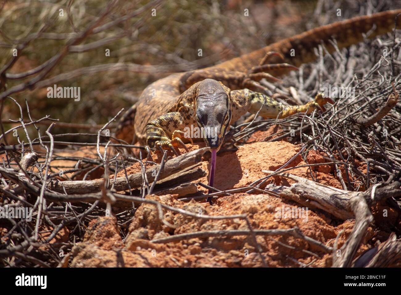 Closeup di una goanna di sabbia con la sua lingua fuori strisciando sulle rocce sotto la luce del sole di giorno Foto Stock