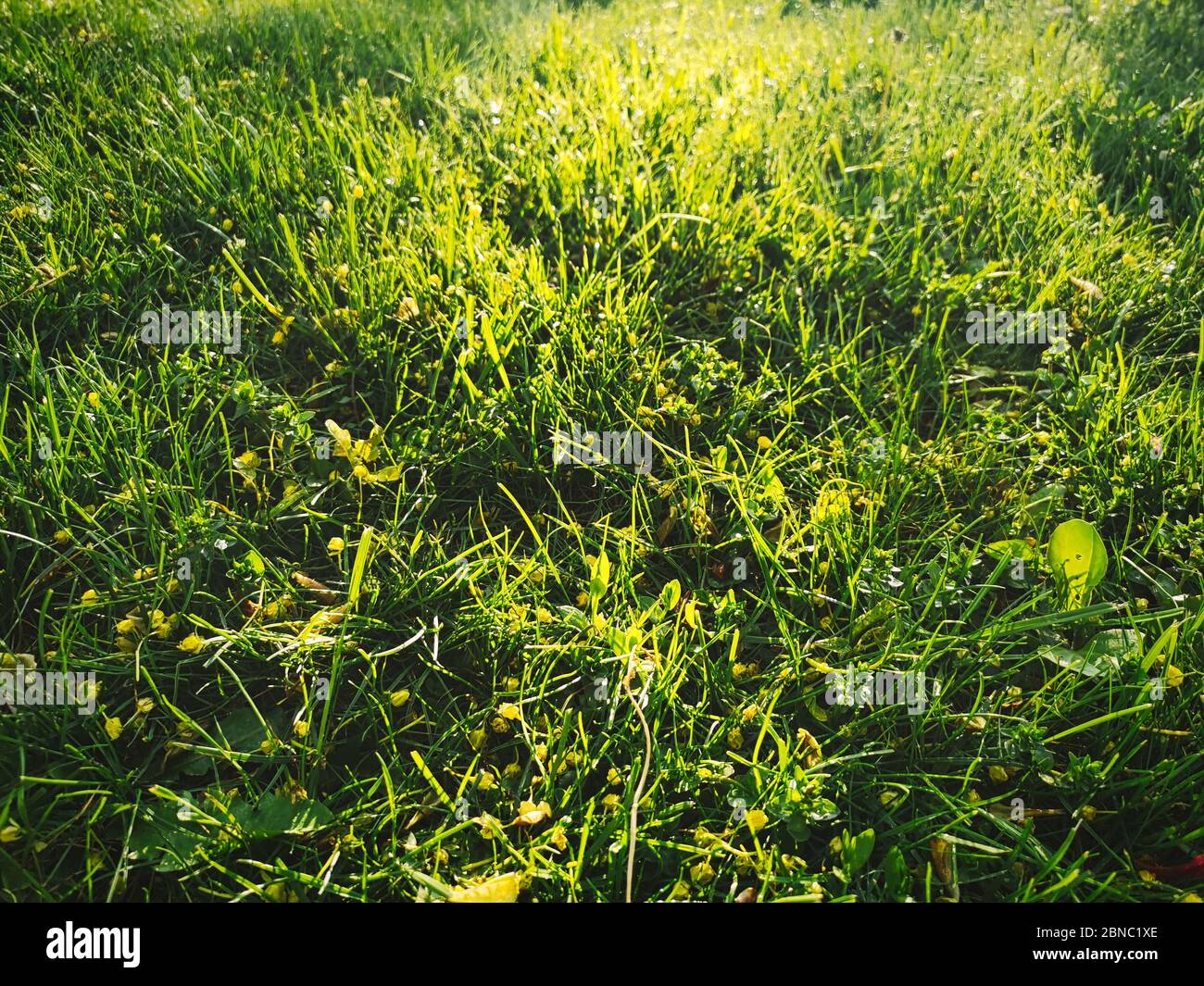 Vista dall'alto isolata e artistica dall'alba calda, di una carta da parati verde in erba ben movimentata con raggi solari e travi Foto Stock
