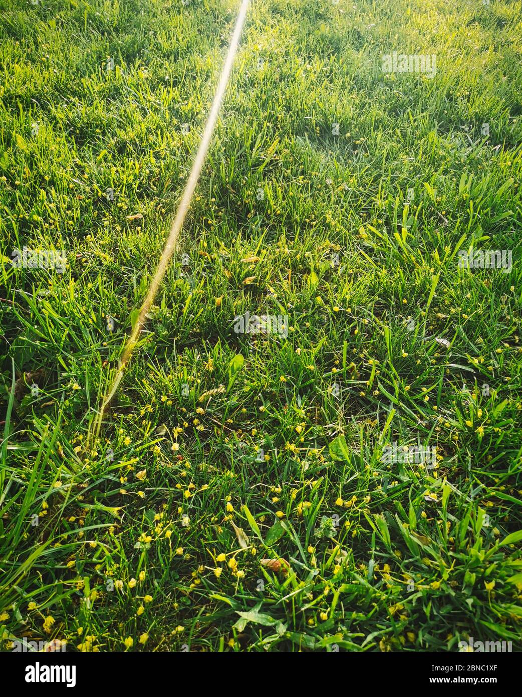 Vista dall'alto isolata e artistica dall'alba calda, di una carta da parati verde in erba ben movimentata con raggi solari e travi Foto Stock
