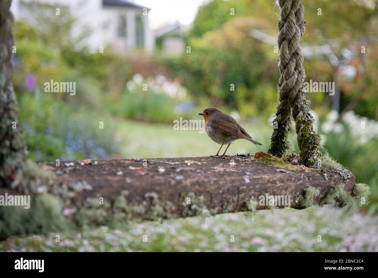robin appollaiato sul vecchio swing giardino in giardino di famiglia - Scozia, Regno Unito Foto Stock