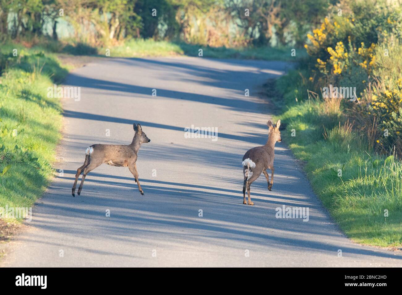 Roe Deer su una strada rurale molto presto al mattino - Scozia, Regno Unito Foto Stock