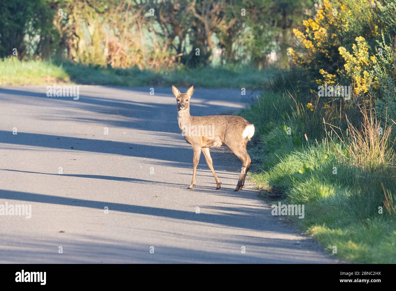 Roe Deer su una strada rurale molto presto al mattino - Scozia, Regno Unito Foto Stock