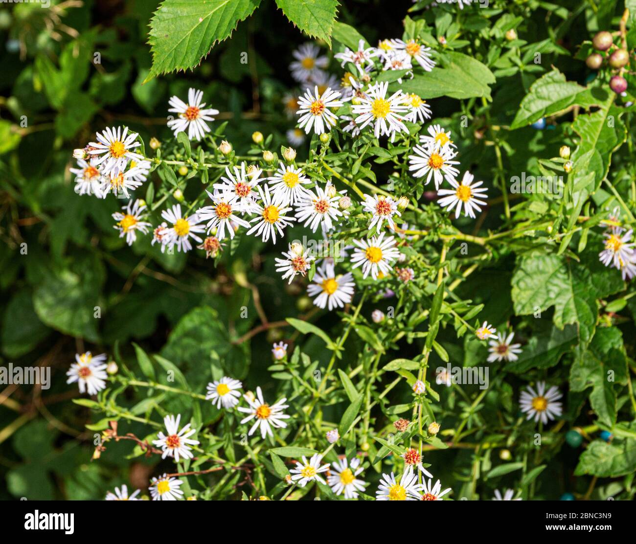 Fiori selvatici infestati attraverso cespugli verdi con fiori bianchi margherita. Foto Stock