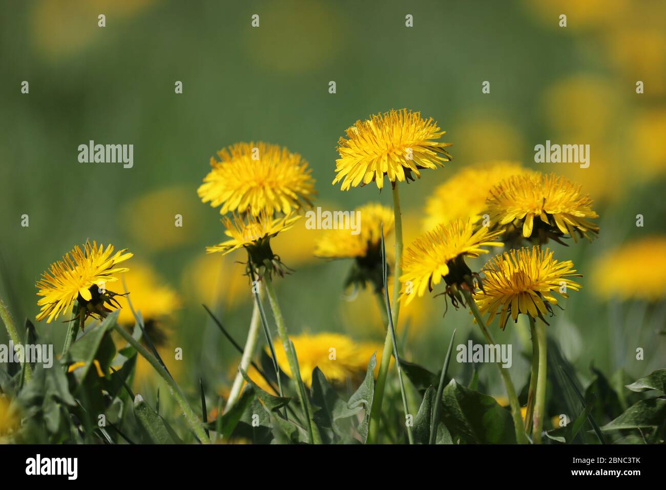 Sfondo estivo - campo verde con i dandelioni in fiore giallo. Bellissimo campo con fiori. Foto Stock