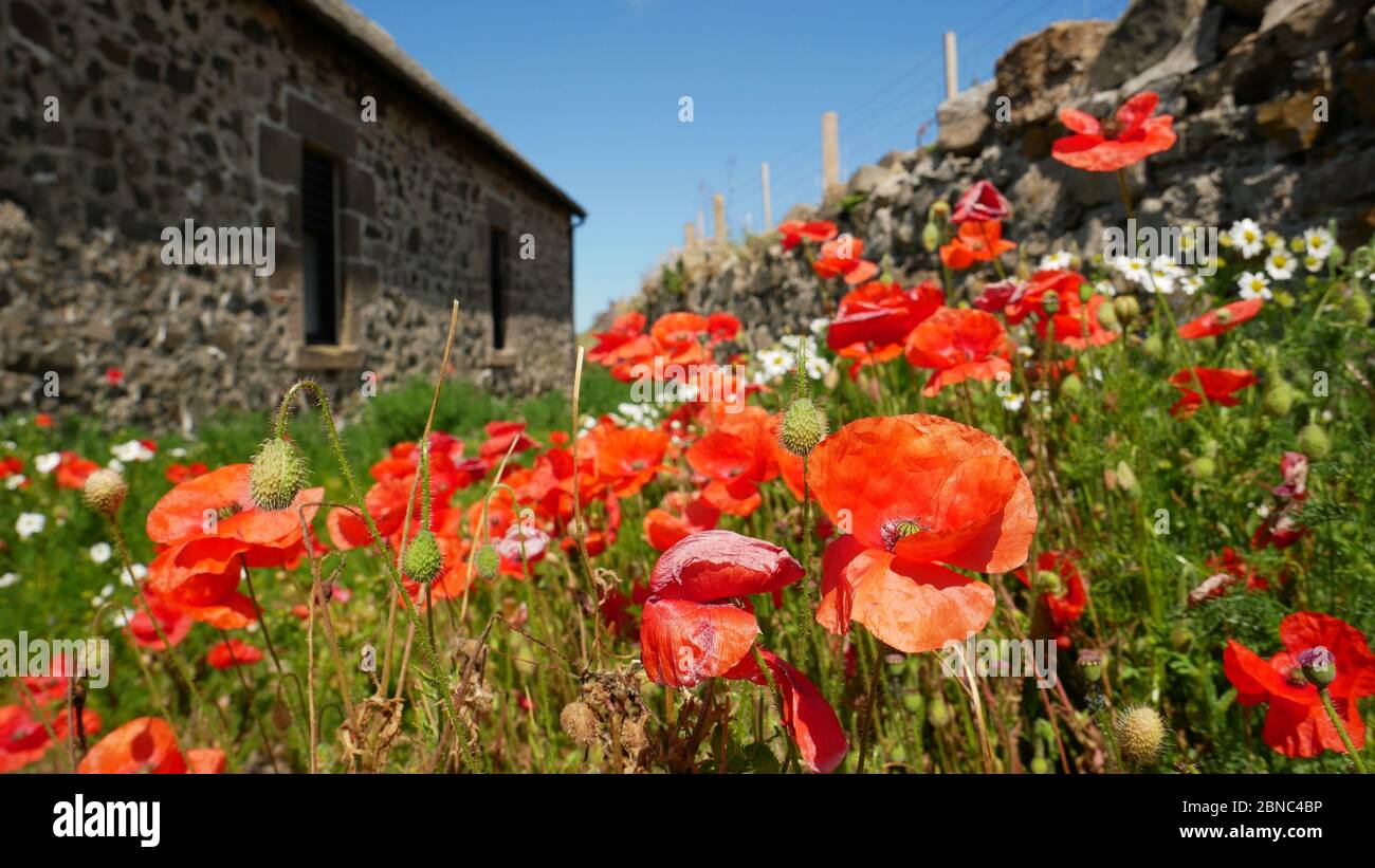 Papaveri rossi di fronte all'edificio e muraglia a secco a Lindisfarne, Regno Unito Foto Stock