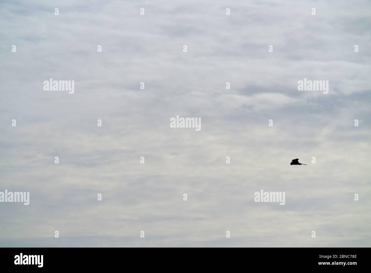 Kestel, Falco tinnunculus, hovering. Foto Stock