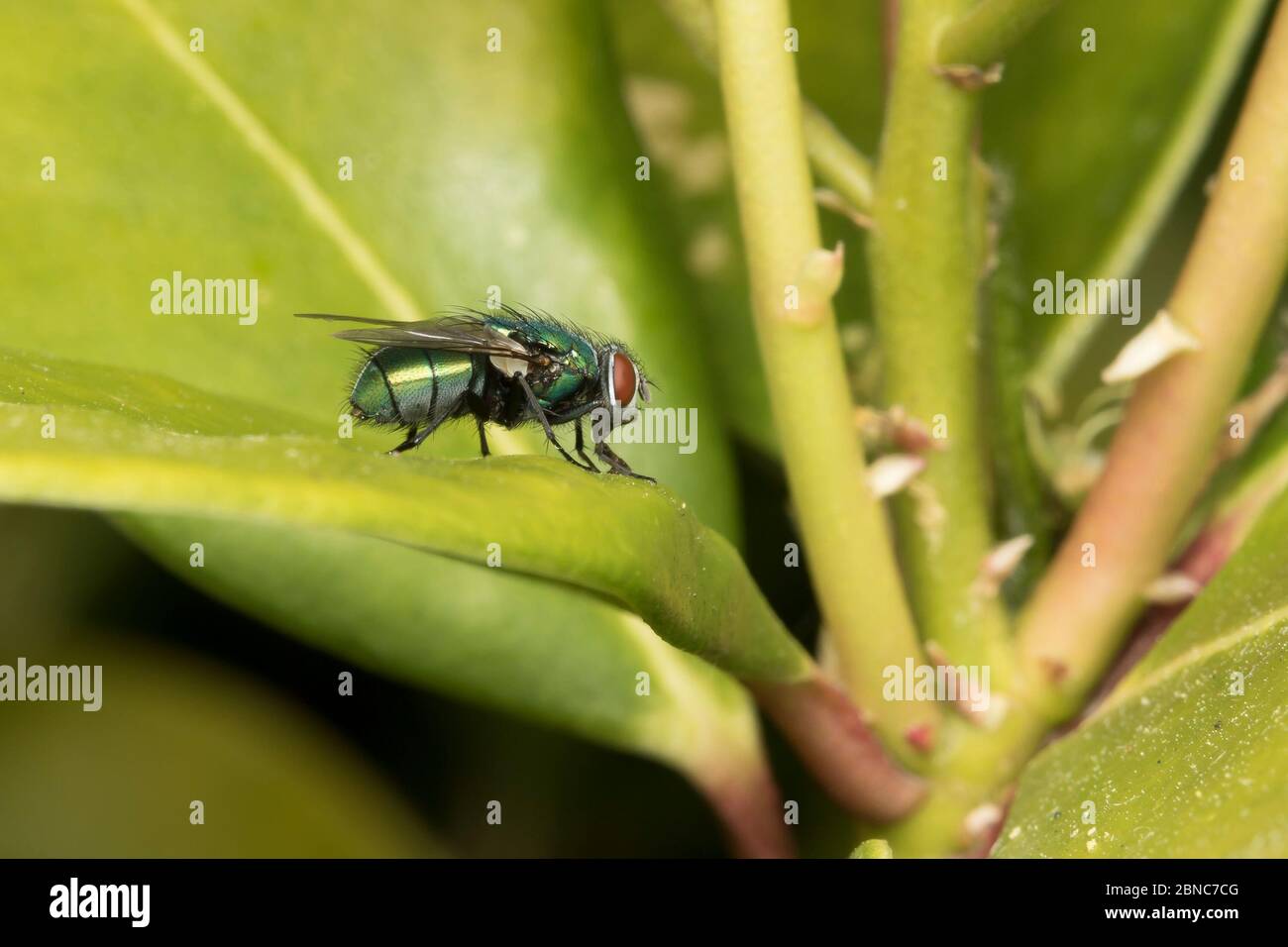 Vista laterale primo piano di volo verde isolato del Regno Unito (Calliforidae) isolato all'aperto su foglia verde di alloro in giardino. Green blow vola, greenbottles UK. Foto Stock