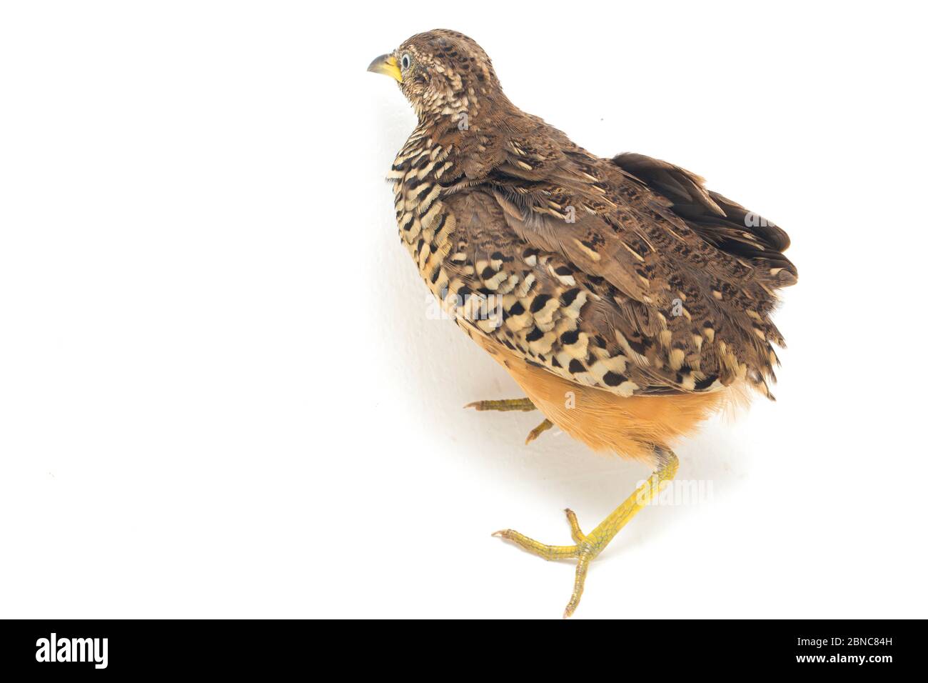 Un Buttonquail maschio barrato o un comune bustard-quail (sucitatore Turnix) isolato su sfondo bianco Foto Stock