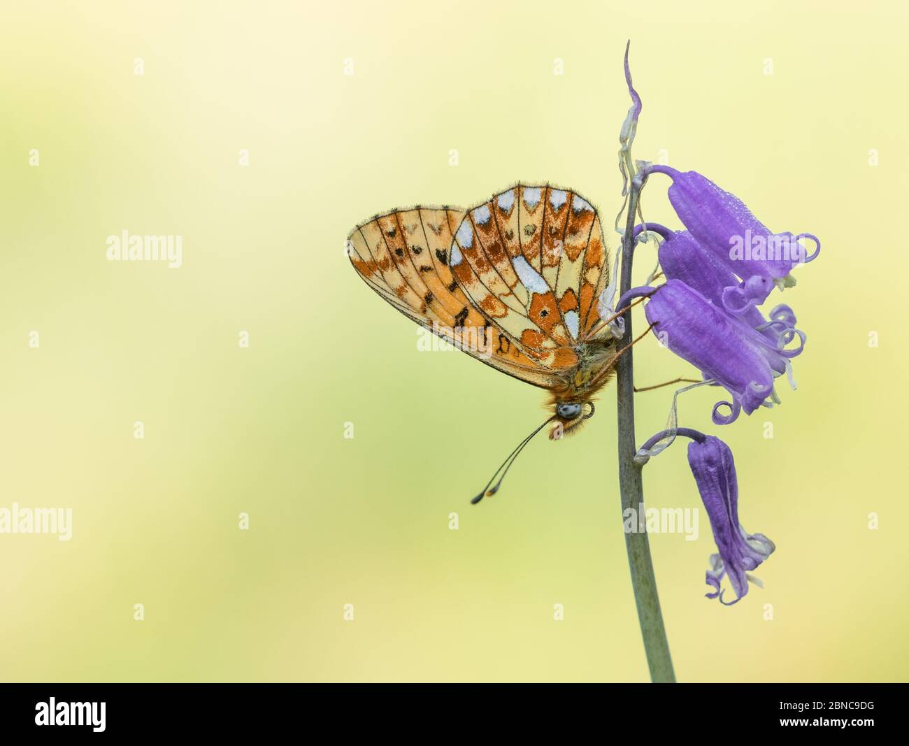 Il Fritillary (Boloria euphrosye), che costeggia una farfalla su un fiore di un bluebell, preso nel Cirencester Park, Gloucestershire, Inghilterra. Foto Stock