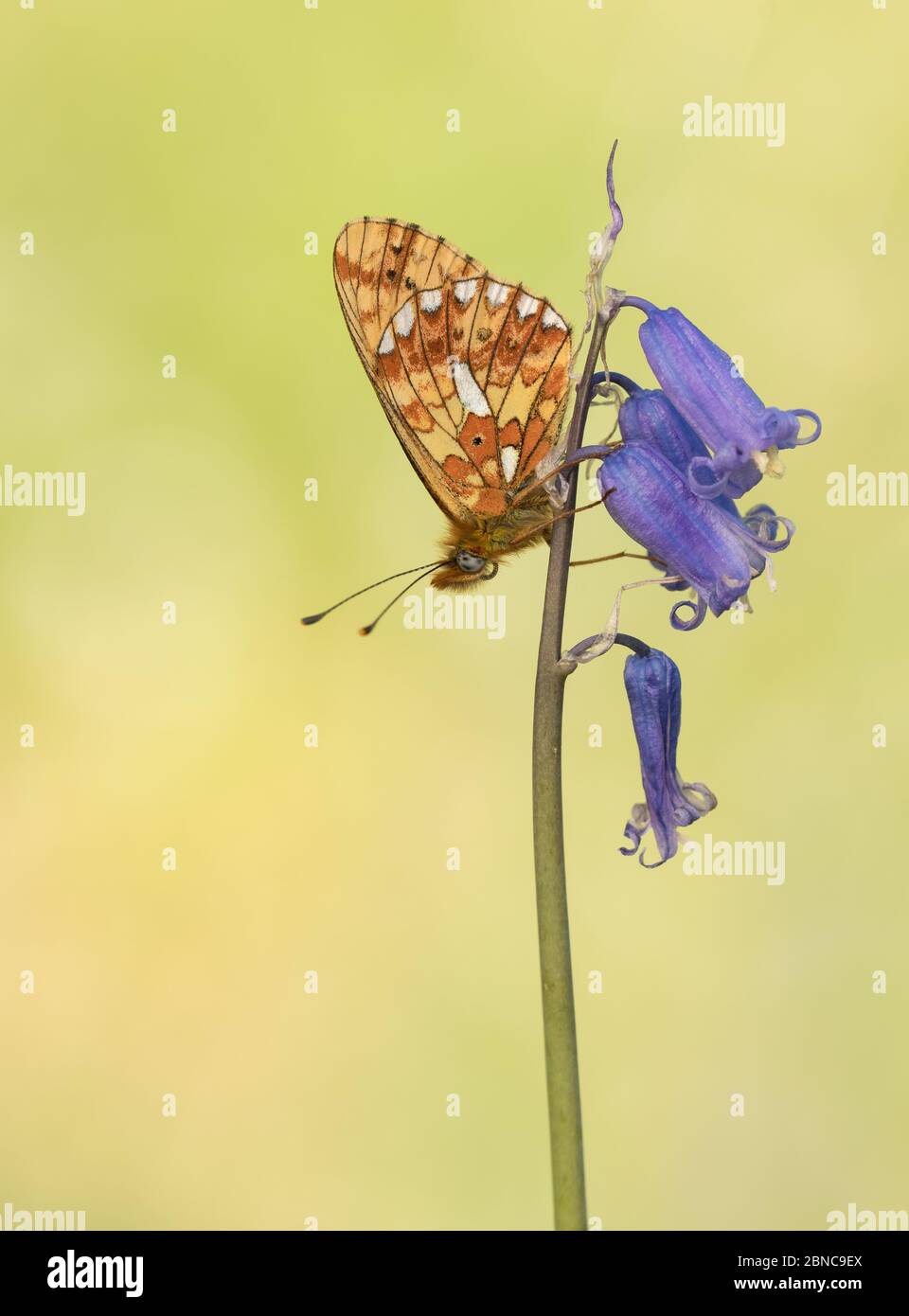 Il Fritillary (Boloria euphrosye), che costeggia una farfalla su un fiore di un bluebell, preso nel Cirencester Park, Gloucestershire, Inghilterra. Foto Stock