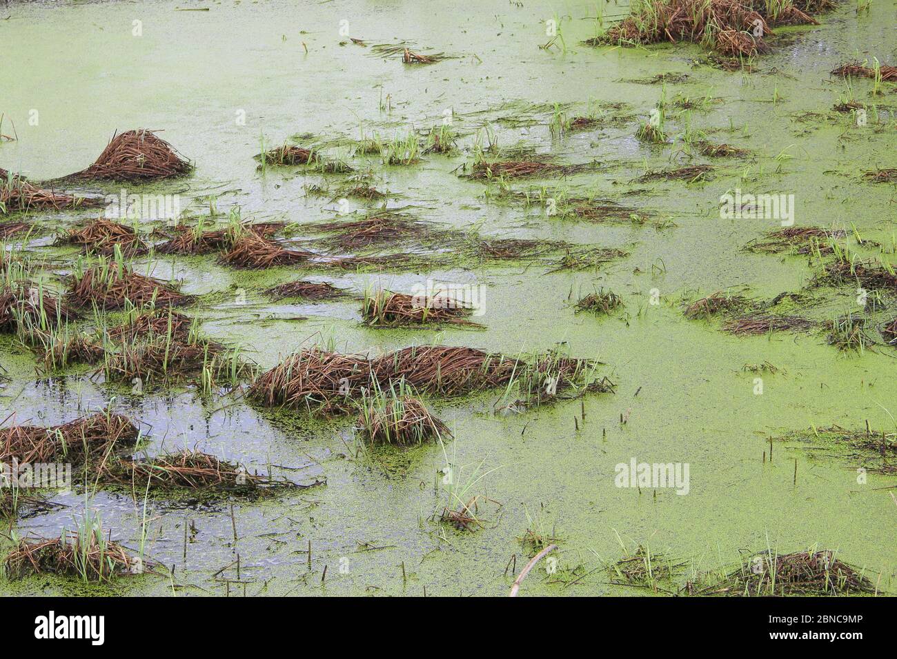 Palude con dossi, erba e fango verde. Anatre sulla superficie dell'acqua. Stagno sopravcrescita. Carote con rane. Pericoloso bog bagnato. Foto Stock