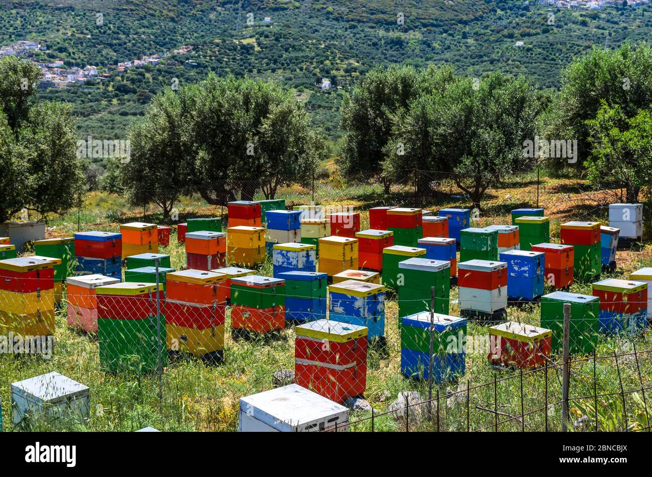 Prato con ulivi e coloratissimi alveari in legno. Foto Stock
