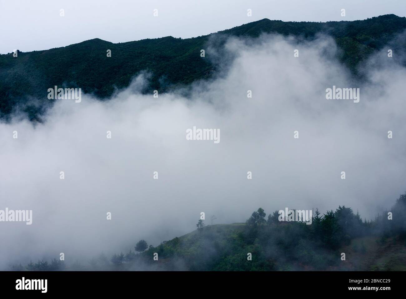 Montagna nebbia in primavera mattina fuori della città di Medellin Colombia albero Foto Stock