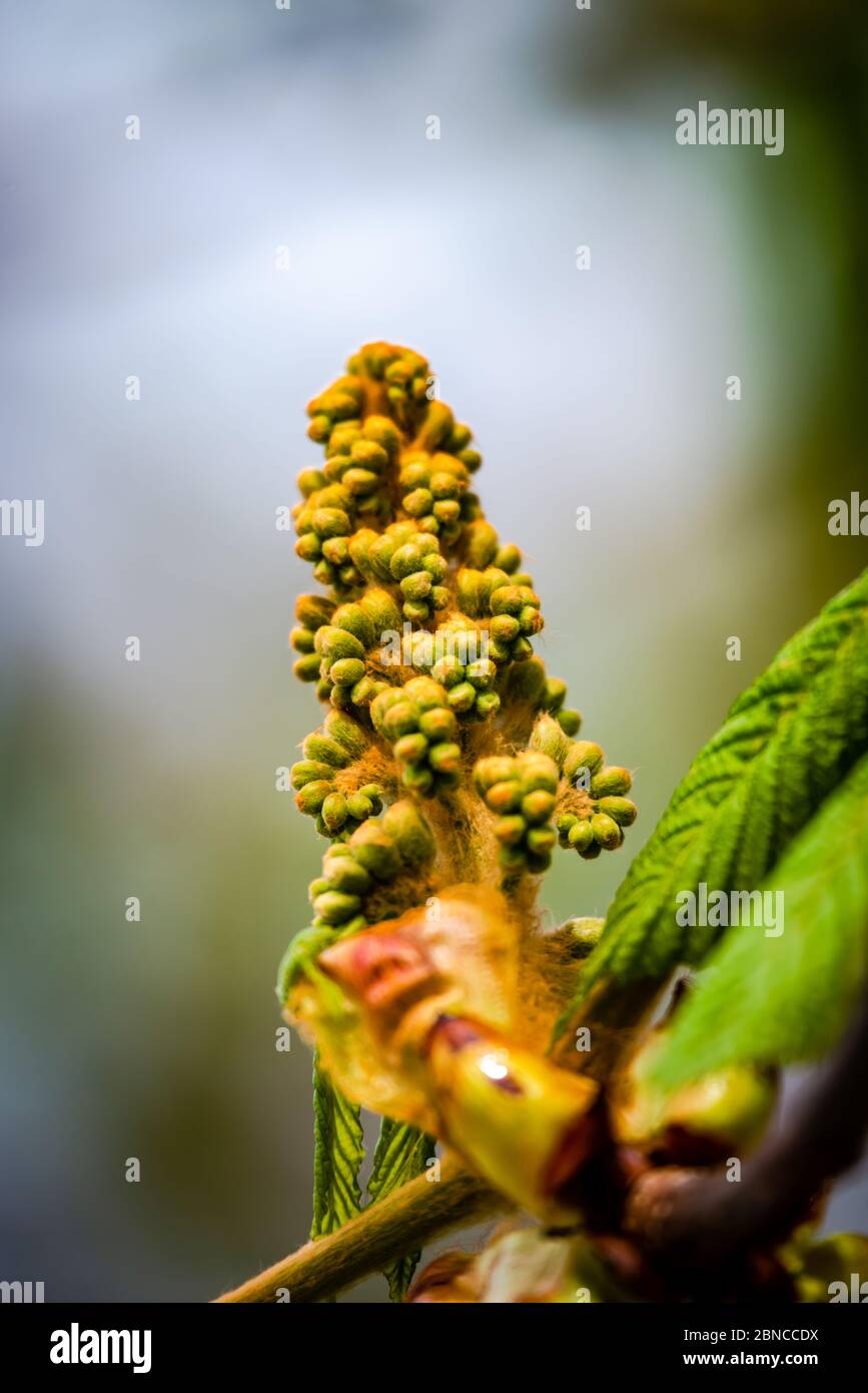 Cavallo castagno fiore germoglio in primavera Foto Stock