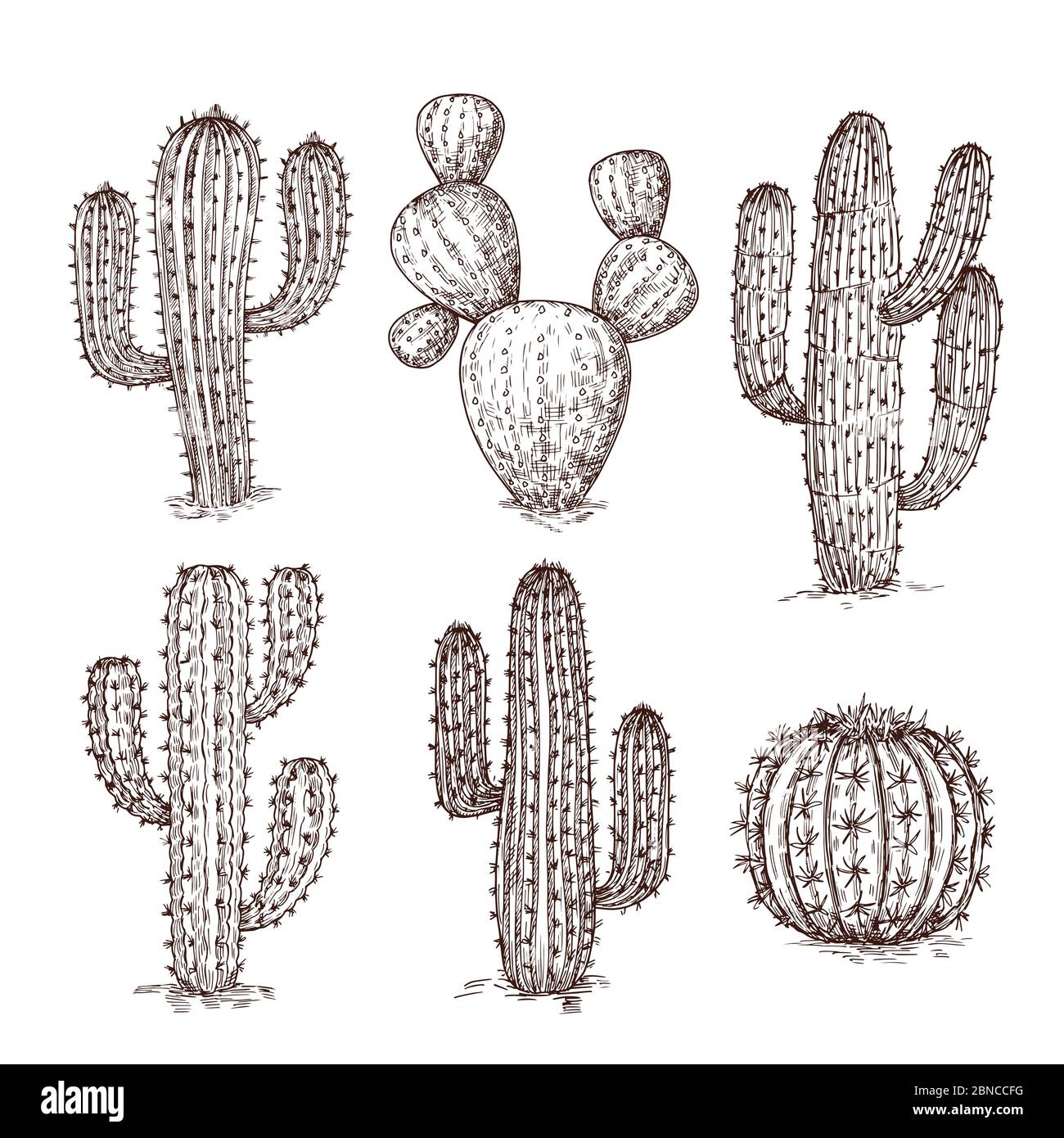 Schizzo del cactus. Cactus desertici disegnati a mano. Serie vettoriale di piante messicane d'epoca. Collezione di cactus deserti, incisione di cactus tropicali illustrazione Illustrazione Vettoriale
