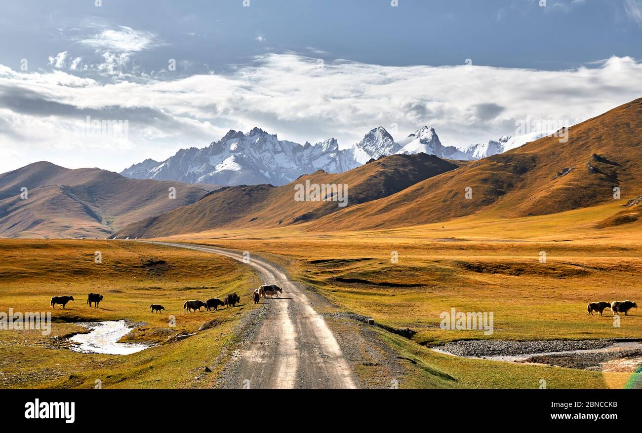 Mandria di Yak che attraversa la strada nella valle montana del Kirghizistan, Asia centrale Foto Stock