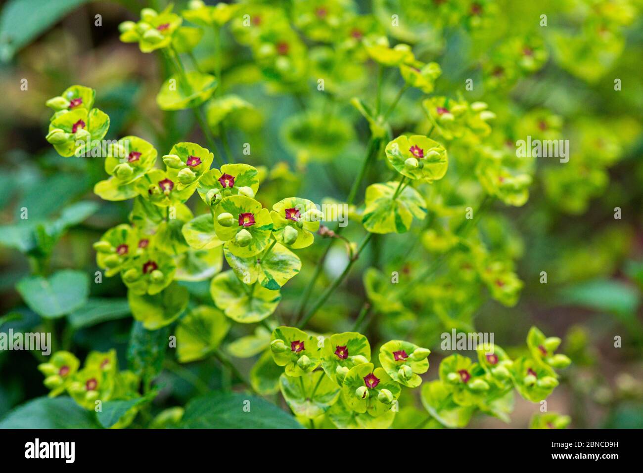 Lo sprite di Martin 'Ascot Rainbow' (Euphorbia × martini 'Ascot Rainbow') Foto Stock