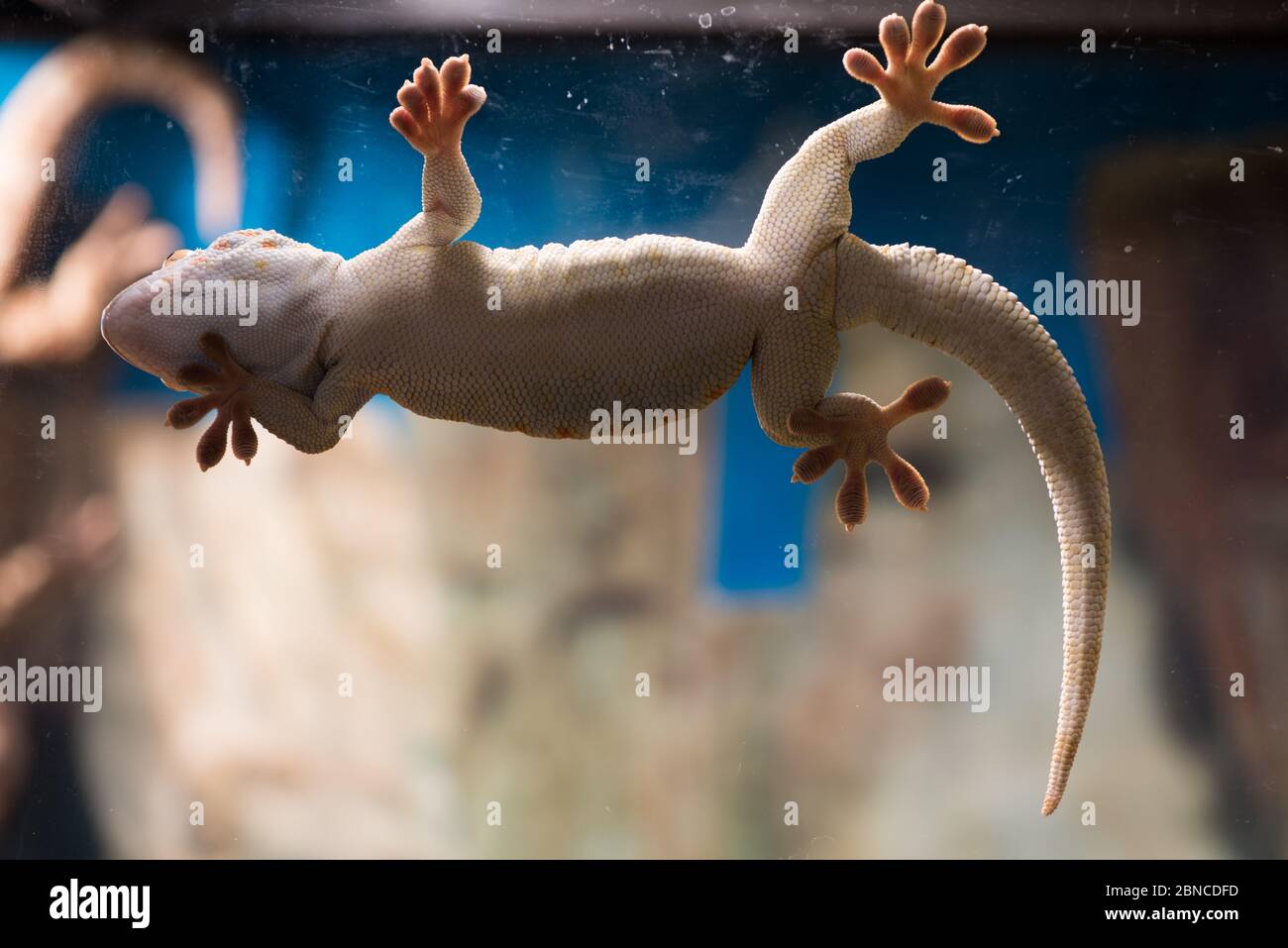 Gecko su sfondo bianco e blu. Lucertola che cammina su vetro, vista dal basso e spazio per la copia. Macularius o gecko leopardo mostra il suo ventre bianco. Rettili e concetto di vita selvaggia Foto Stock