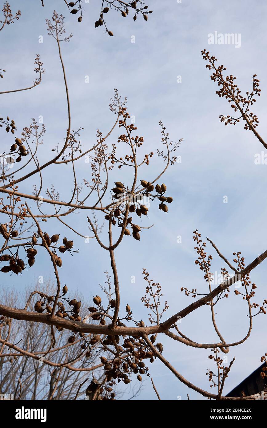 Ramo di paulownia tomentosa con frutta in inverno Foto Stock