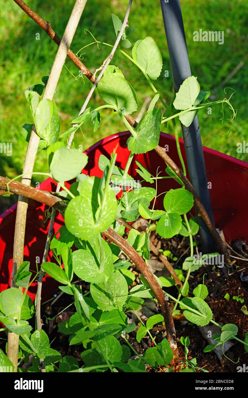 I tiri di piselli che crescono in una pentola nella primavera Foto Stock