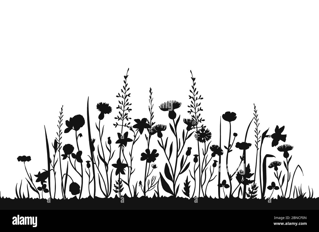 Silhouette Wildflower. Campo di primavera erba selvatica. Sfondo vettore estate erbe. Wildflower su prato, pianta botanica nera silhouette illustrazione Illustrazione Vettoriale