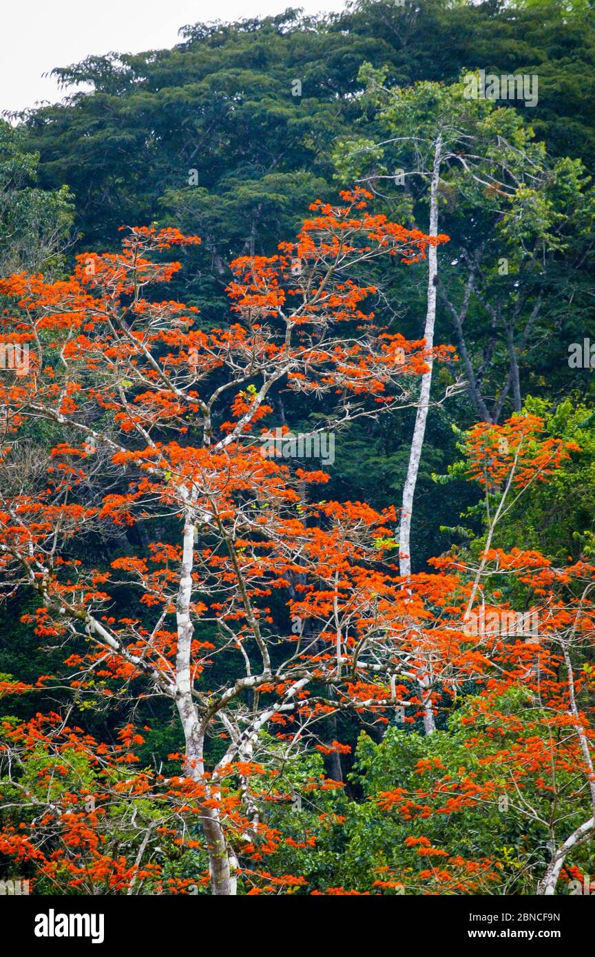 Lussureggiante foresta pluviale vicino alla stazione di campo di Cana nel parco nazionale di Darien, provincia di Darien, Repubblica di Panama. Foto Stock