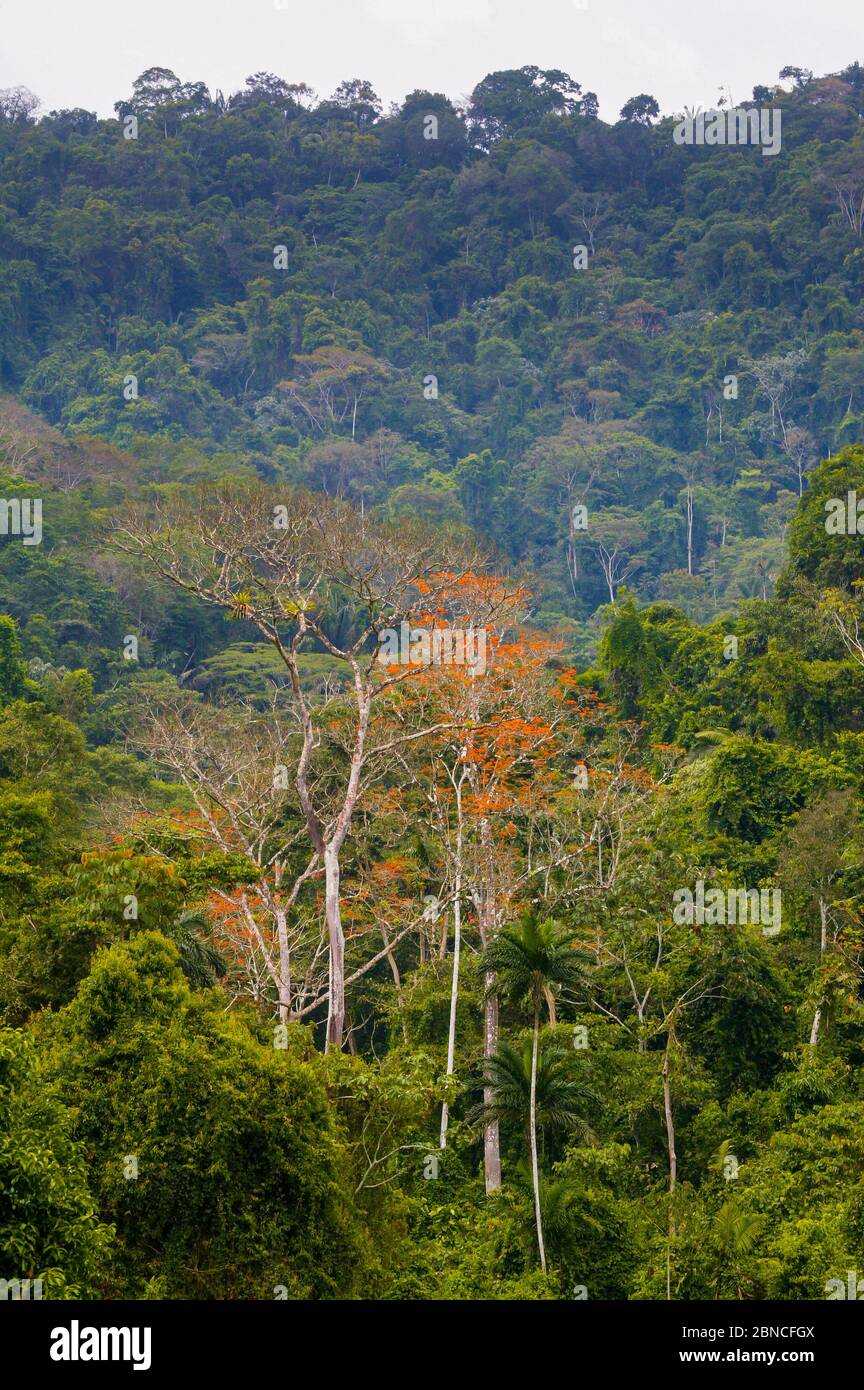 Lussureggiante foresta pluviale vicino alla stazione di campo di Cana nel parco nazionale di Darien, provincia di Darien, Repubblica di Panama. Foto Stock