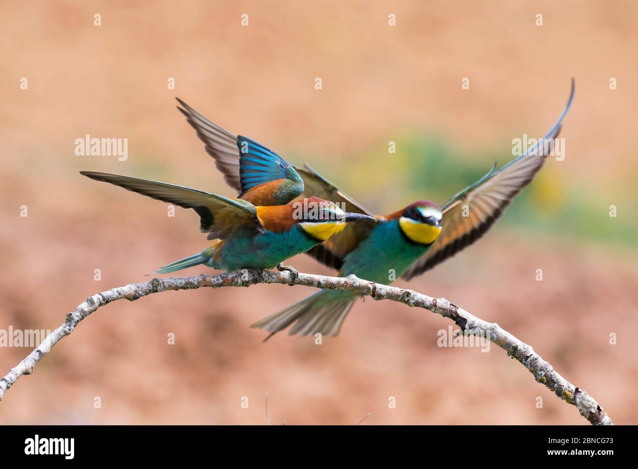 European Bee-Eater, Merops Apiaster, due individui arroccati su un ramo con ali aperte su uno sfondo sfocato. Spagna Foto Stock