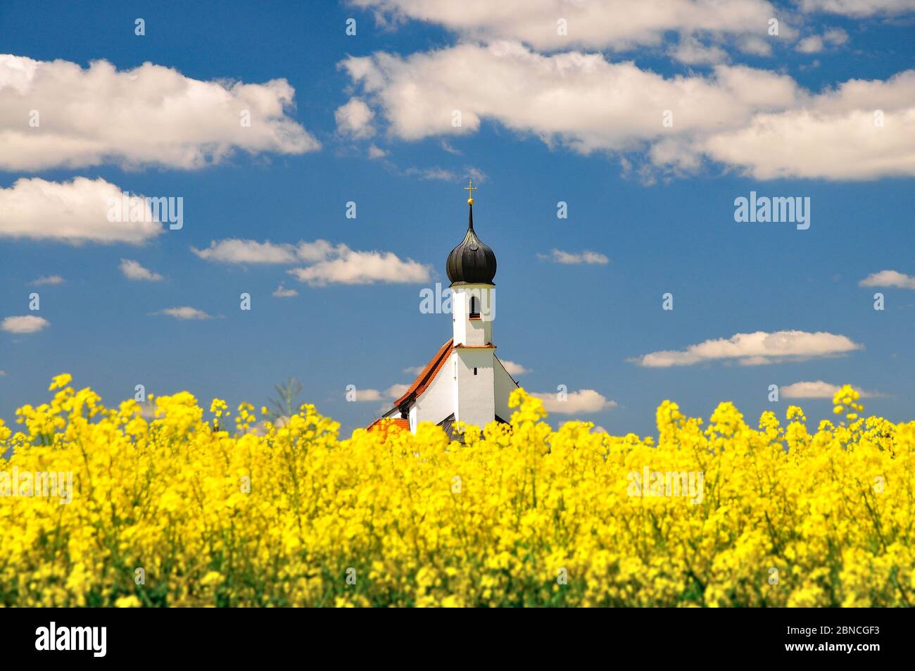 Villaggio chiesa dietro un campo di colza fiorito, Swabia, Baviera, Germania, Europa Foto Stock