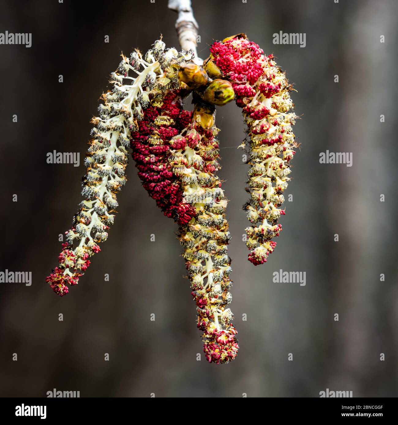 Catkins di pioppo in primavera Foto Stock