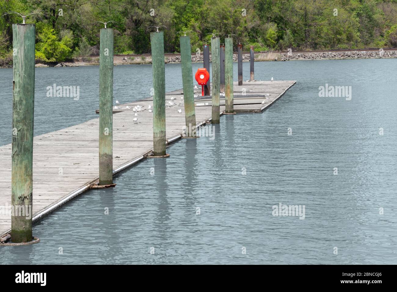 bacino di legno intemperie che si estende in acqua di lago increspata con colonne di legno verde lungo il lato, un contenitore di conservante di vita rosso brillante e gabbiani Foto Stock