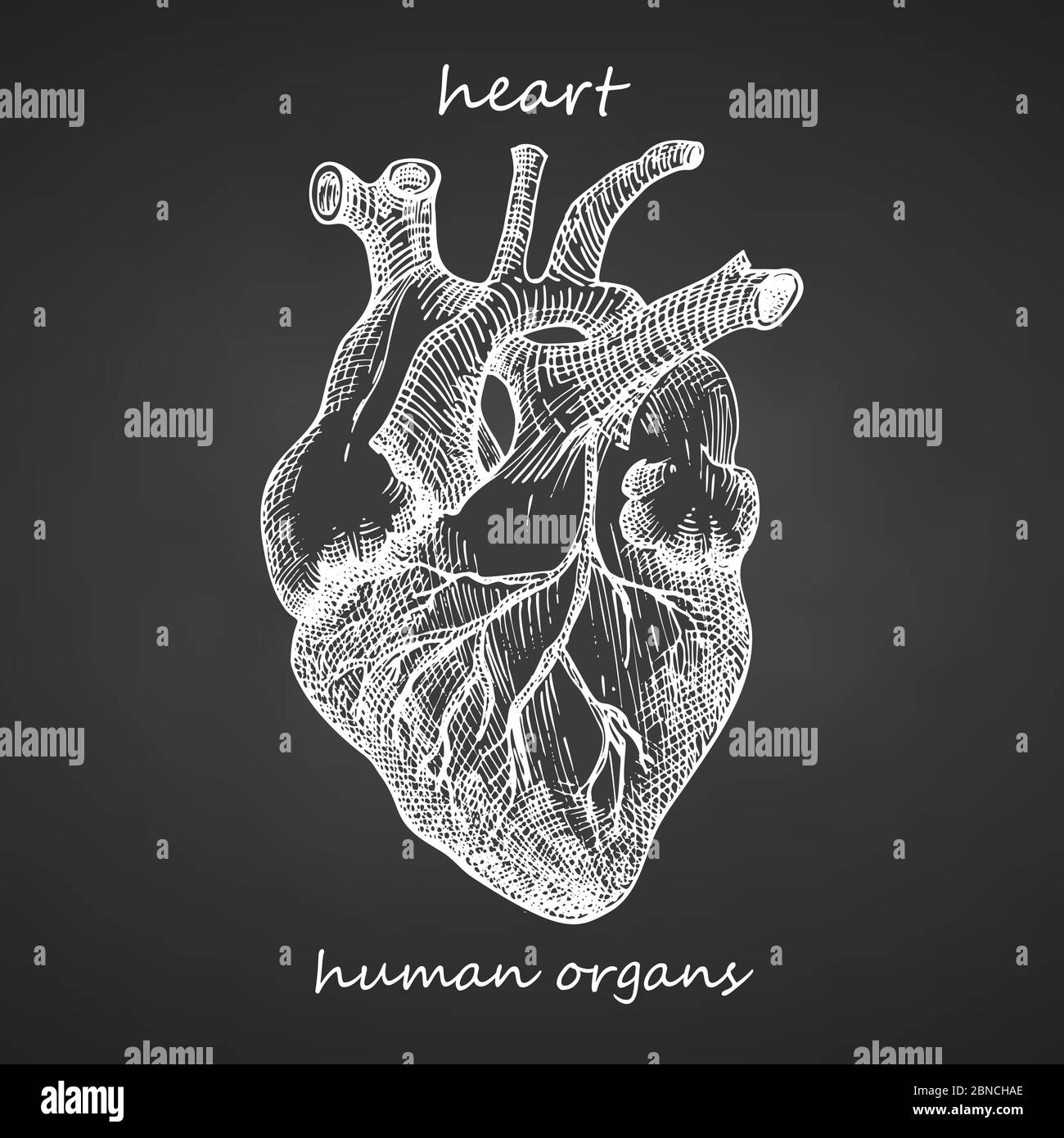Cuore. Icona realistica disegnata a mano degli organi interni umani sulla lavagna. Incisione art. Stile di schizzo. Progettazione di un progetto per i progetti medici post Illustrazione Vettoriale
