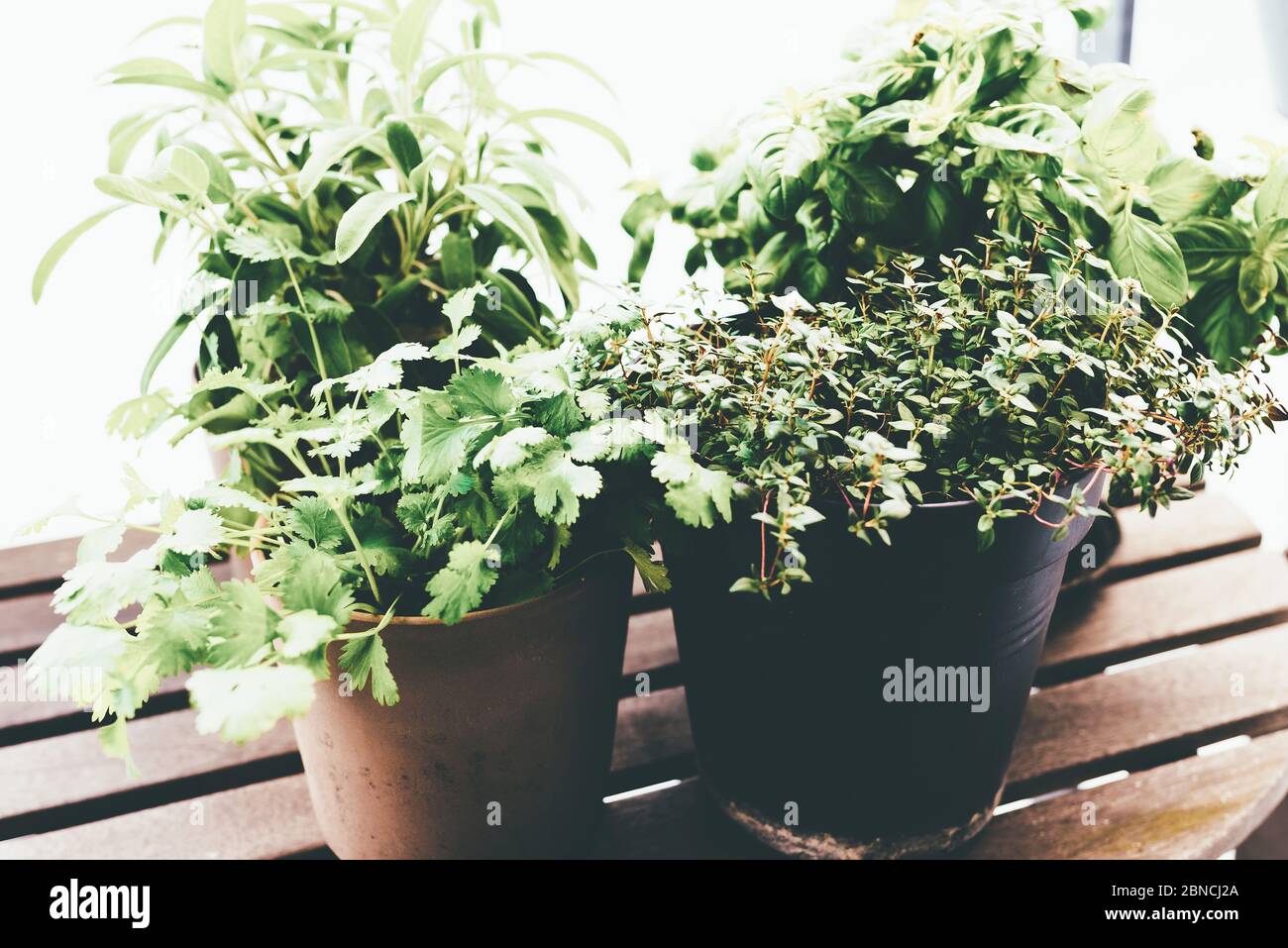 erbe di coltivazione su portico o balcone, primo piano di basilico in vaso, timo, salvia e piante di coriandolo Foto Stock