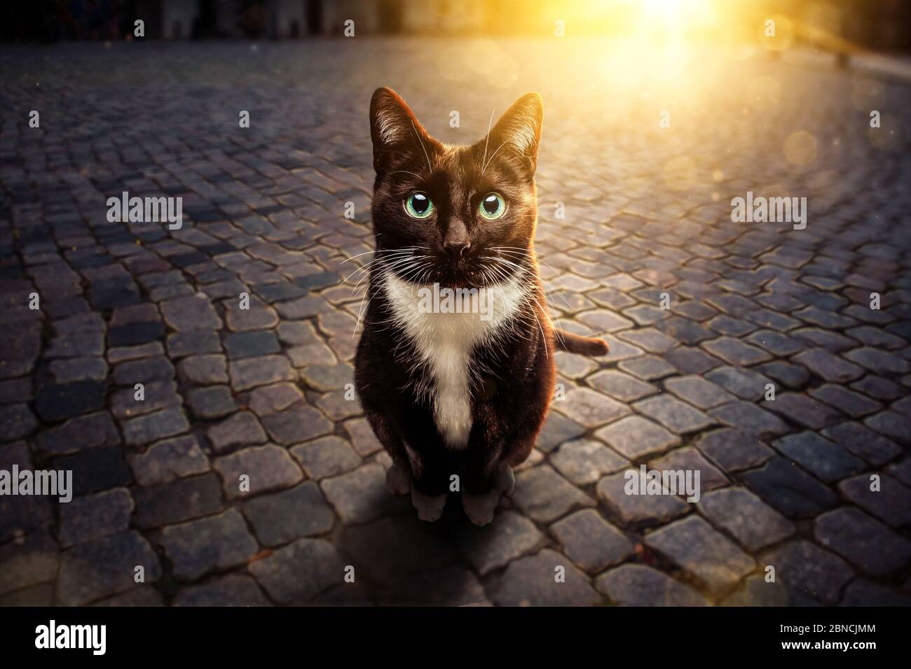 Gatto bianco e nero seduto su una strada al tramonto Foto Stock