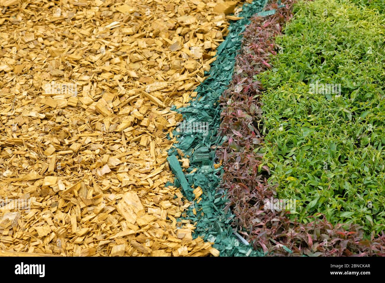 Decorazione di letti di fiori con patatine e piante di legno multicolore decorativo. Paesaggio nel parco cittadino. Trucioli di legno colorato giallo e blu. Arbusto Foto Stock