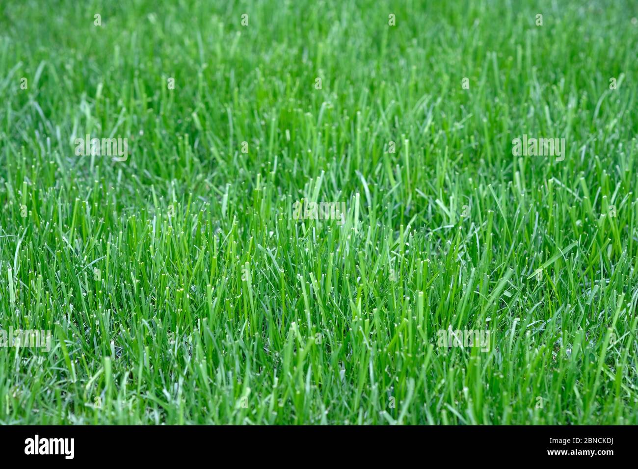 Prato erba falciatura sfondo. Verde lussureggiante prato prato prato nel Parco. Primavera natura sfondo Foto Stock