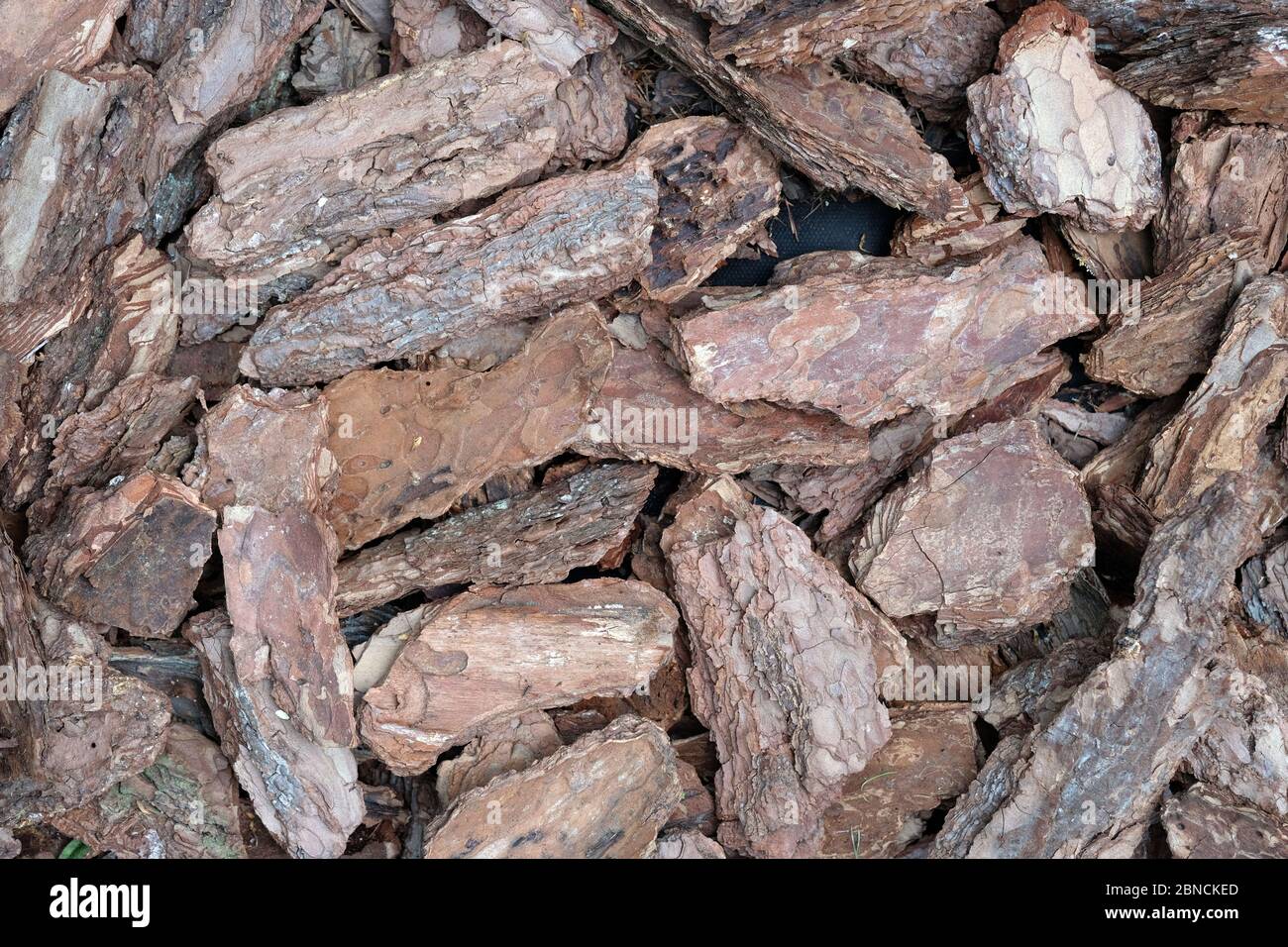 corteccia di pino naturale, vista dall'alto in trucioli di legno. Materiali decorativi per la progettazione di aiuole, disegno paesaggistico. Corteccia di albero per aiuole di fiori. mu. Conifere Foto Stock