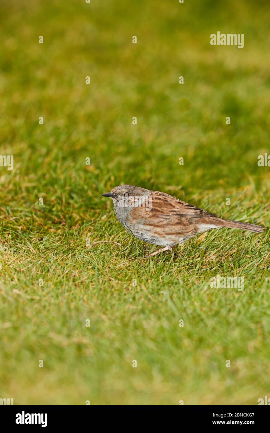 Un Dunnock (Prunella Modularis) o Hedge Sparrow si trovava sull'erba verde di un giardino Foto Stock