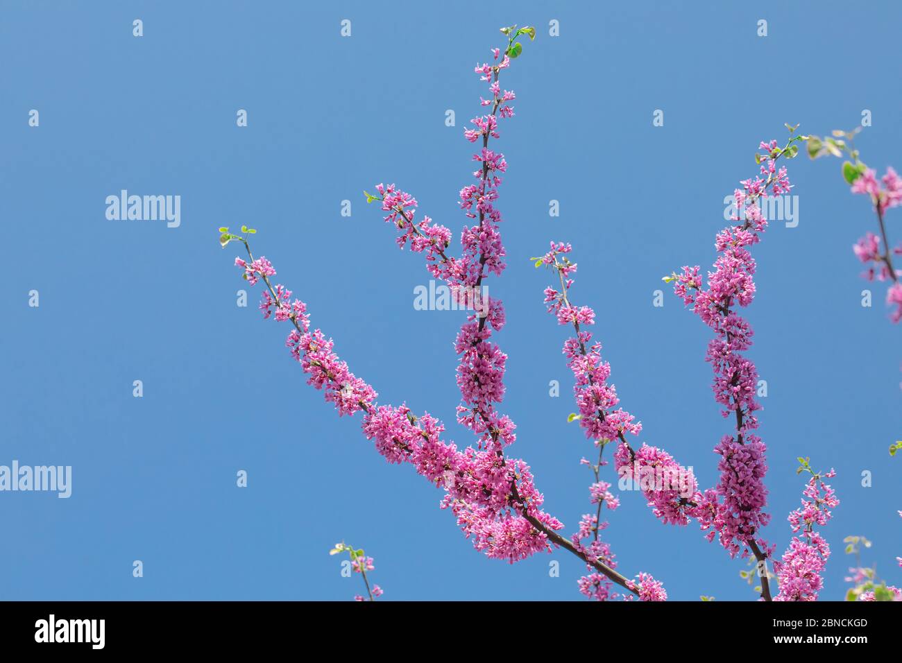 Cercis canadensis cremisi canadese, fiori rosa su sfondo di cielo blu. Foto Stock