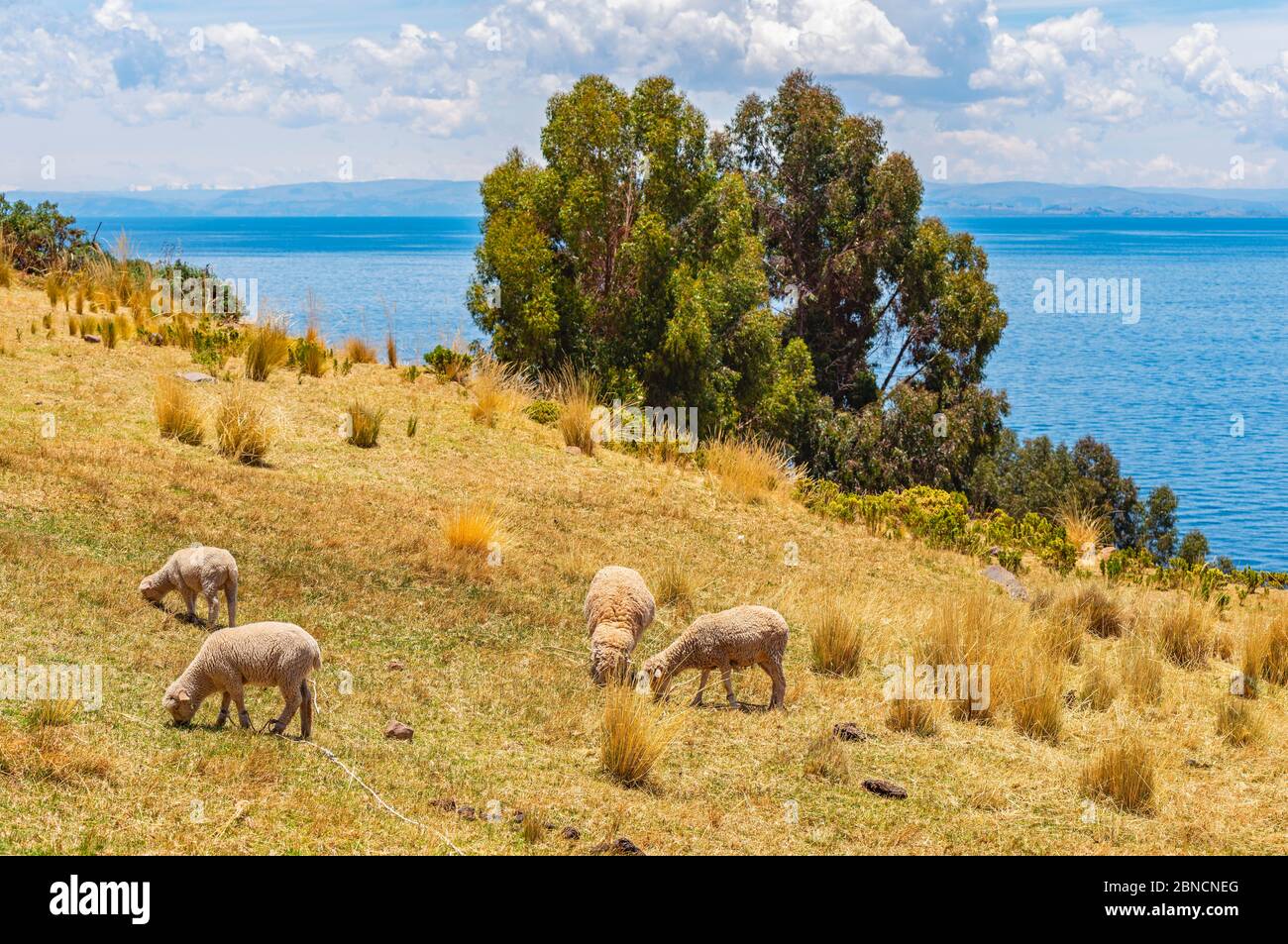 Pascolo di pecore sull'isola di Isla Taquile in un villaggio indigeno di Quechua con vista sul lago Titicaca, Perù. Foto Stock