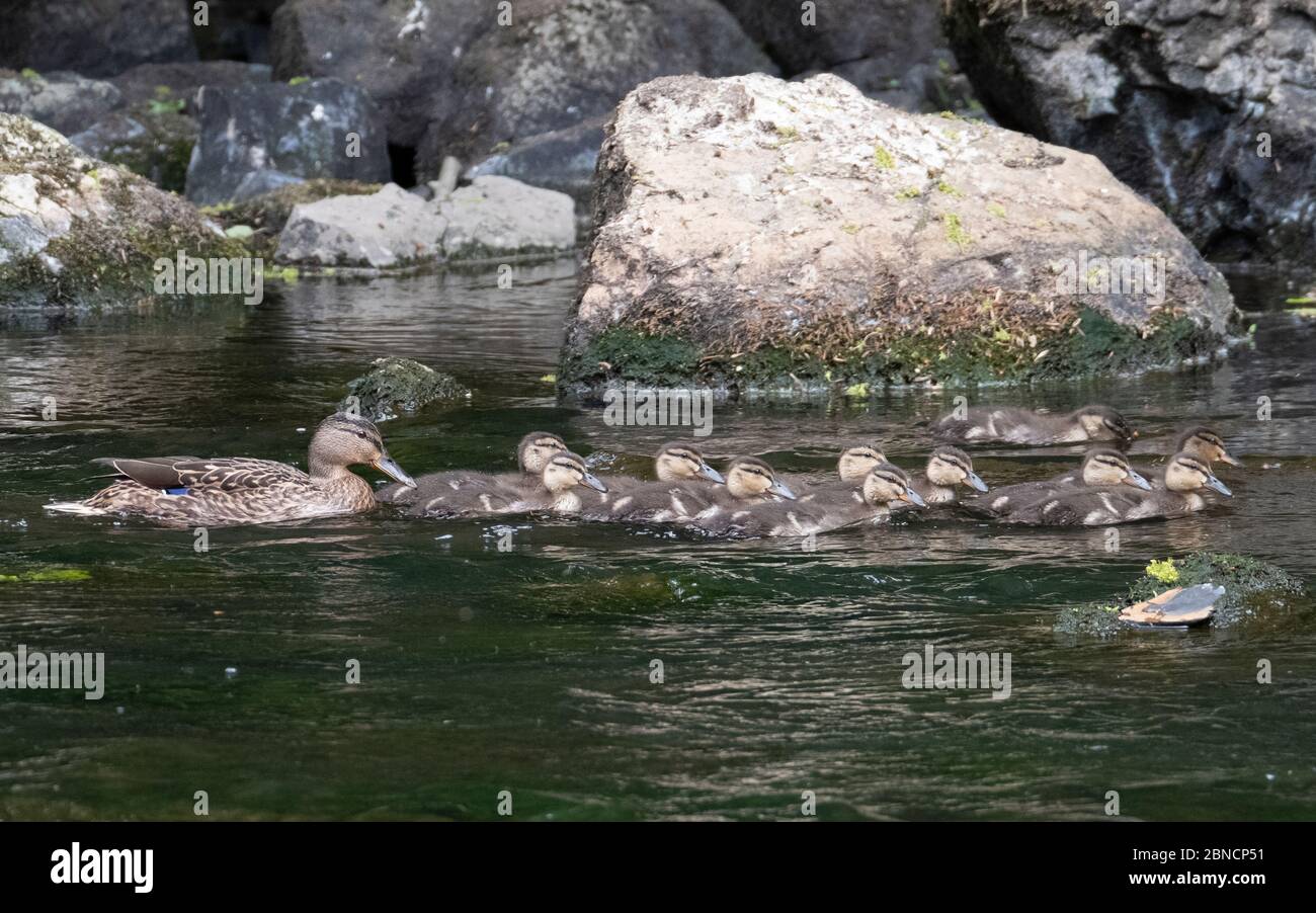 L'anatra di gallina di Mallard e le sue undici anatroccoli hanno un viaggio sul fiume Almond nel Parco Nazionale di Almondell West Lothian. Foto Stock